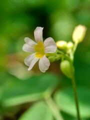 Macro photo oxallis barrelieri (Calincing) with a natural background. Indonesain call it calincing or blimbing-blimbingan
