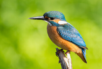 Сommon kingfisher, Alcedo atthis. Sunny day, a young bird sitting by the river on a beautiful branch, peering into the water, waiting for a fish
