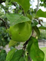 Green apples on a branch ready to be harvested, outdoors, selective focus.