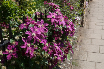 Fototapeta na wymiar Pink Italian Leather flowers growing through a garden fence
