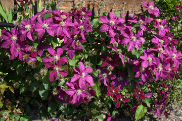 Fototapeta na wymiar Pink Italian Leather flowers in full bloom