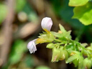 Macro photo oxallis barrelieri (Calincing) with a natural background. Indonesain call it calincing or blimbing-blimbingan