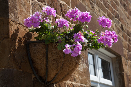 Pink Ivy Geranium Plants In A Hanging Basket In The United Kingdom