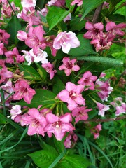 pink flowers in the garden