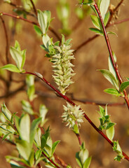 downy willow