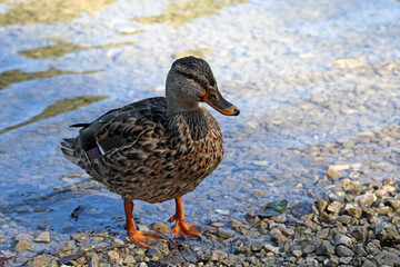 Naklejka na ściany i meble There is a wild duck on the shore of a lake or river. Wild nature.