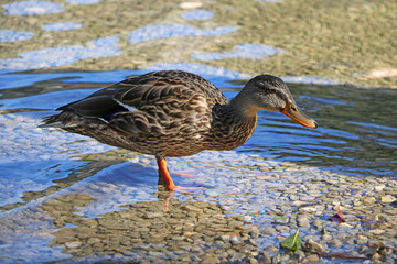 A wild duck with water droplets on its feathers stands on the shore.