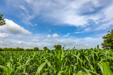 green corn field with blue sky in the background.