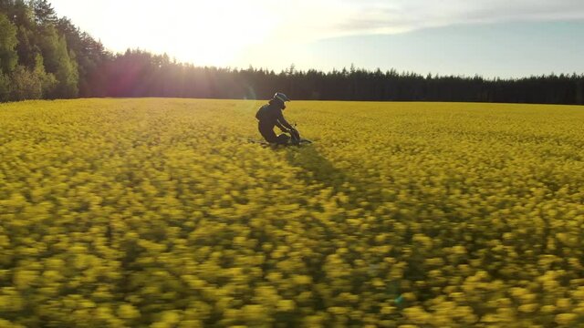 Aerial: side view of a motorcycle traveller on Enduro, moving rapidly through a field of rapeseed flowers in a rural wooded area at sunset. The concept of freedom and recklessness