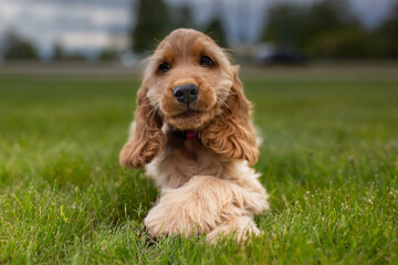 Cocker spaniel puppy at the grass