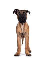 Obraz premium Handsome Boerboel / Malinois crossbreed dog, standing facing front. Head up, looking ahead with mesmerizing light eyes. Isolated on white background.