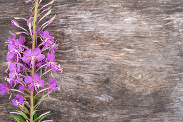 Wonderful purple flowers of fire-breathing weed (Chamaenerion angustifolium). Ivan tea flowers on a vintage wood background.