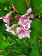 apple tree blossom