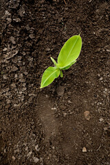 Small banana plant field in india