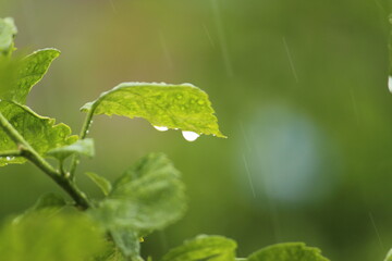 Green background with leaves and water drops. Green foliage of leaves and rain drops closeup with selective focus. 