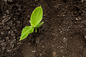 Small banana plant field in india