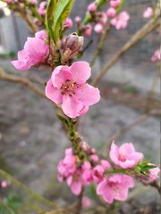 pink cherry blossom