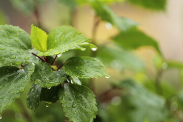 Green background with leaves and water drops. Green foliage of leaves and rain drops closeup with selective focus. 