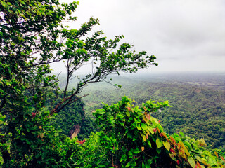 green tree in the morning
