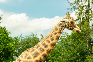 head of walking giraffe close up