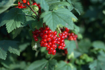 Currant bush with ripe berries in the summer in the garden