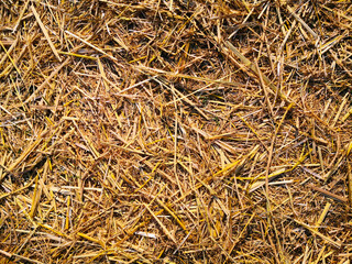 golden-brown dry cutting harvested straw in the farm