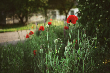 Red poppy flowers growing in summer rural garden