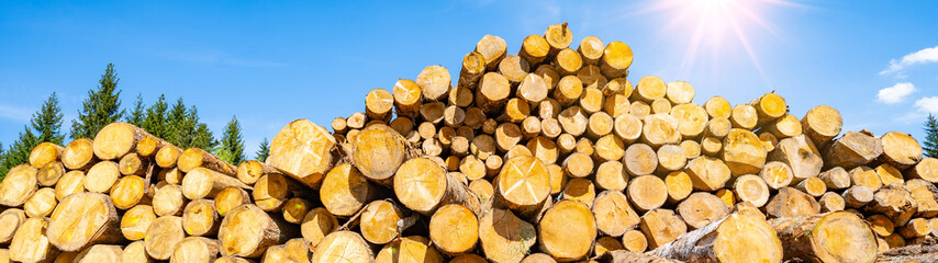 
Forest / Black Forest background banner panorama - Stack of felled tree trunks / firewood in the forest, with blue sky and shining sun