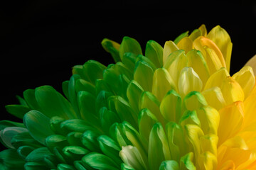 Obraz premium Multicolored petals of chrysanthemum. A rainbow-colored flower. close-up texture
