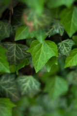 Green leaves background