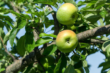 Green ripe apples grows on a branch among the green foliage