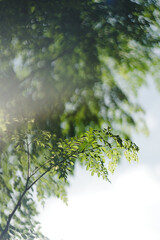 Moringa tree, Helios lens - Bali