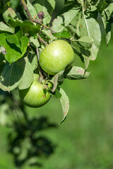 Green ripe apples grows on a branch among the green foliage