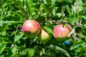 Red ripe apples grows on a branch among the green foliage