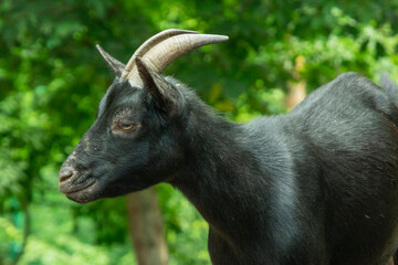 black goat with horns close up