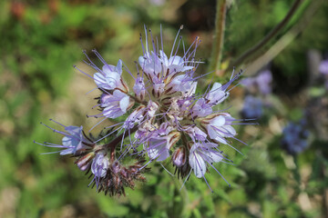 Blüte der Bartblume, Phacelia tanacetifolia