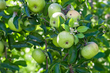 Green ripe apples grows on a branch among the green foliage