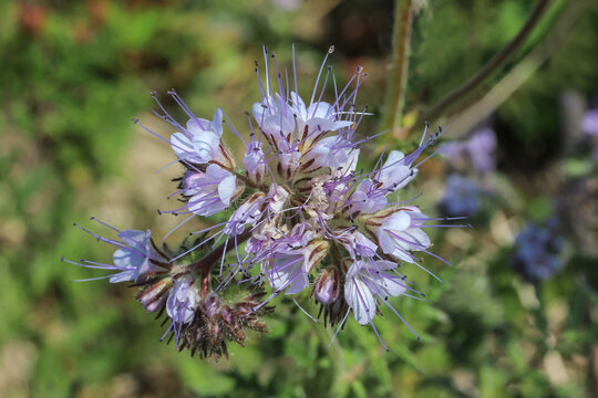 Bl&uuml;te der Bartblume, Phacelia tanacetifolia