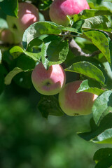 Red ripe apples grows on a branch among the green foliage