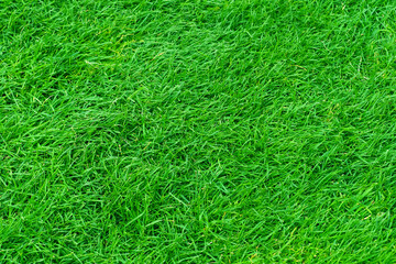 Green lawn grass background. Grass top view close-up