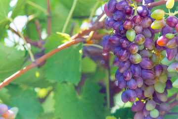 Vineyards at sunset in autumn harvest. Ripe grapes in fall.