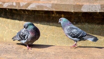 pigeons in the park