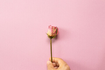 Hand of holding dry pink rose flower on pink background. flat lay, top view, copy space