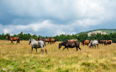 many horses graze on a pasture