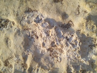 The structure of a stone on the Mediterranean coast close up.