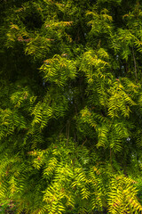 Azadirachta indica - fresh neem tree. Natural Medicine.