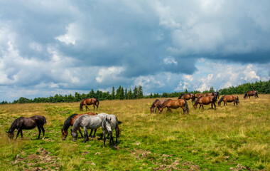 Naklejka na ściany i meble a herd of wild horses graze on a pasture