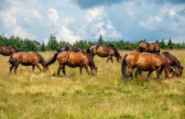 Naklejka na ściany i meble many horses graze on a pasture