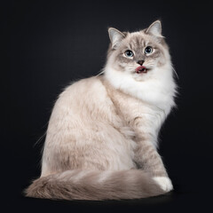 Fototapeta na wymiar Pretty Neva Masquerade cat sitting side ways with tail around body. Looking straight at camera with light blue eyes. Isolated on a black background. Mouth open, sticking out tongue.