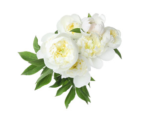 Fototapeta na wymiar Beautiful blooming peony flowers isolated on white